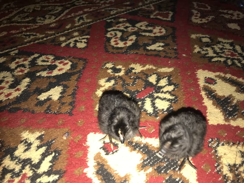 Goldan buff | ayam cemani

                                                            alt=