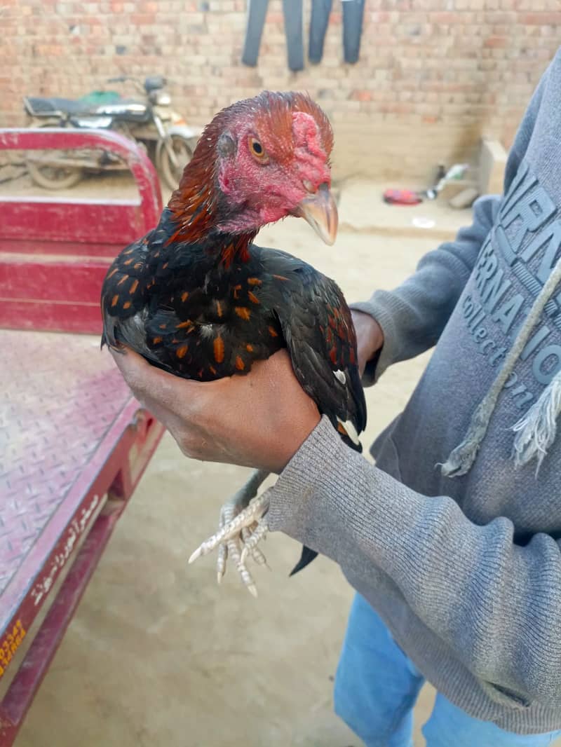 Aseel Hens | Mianwali Aseel | Aseel Pakistani | Aseel Lakha For Sale

                                                            alt=