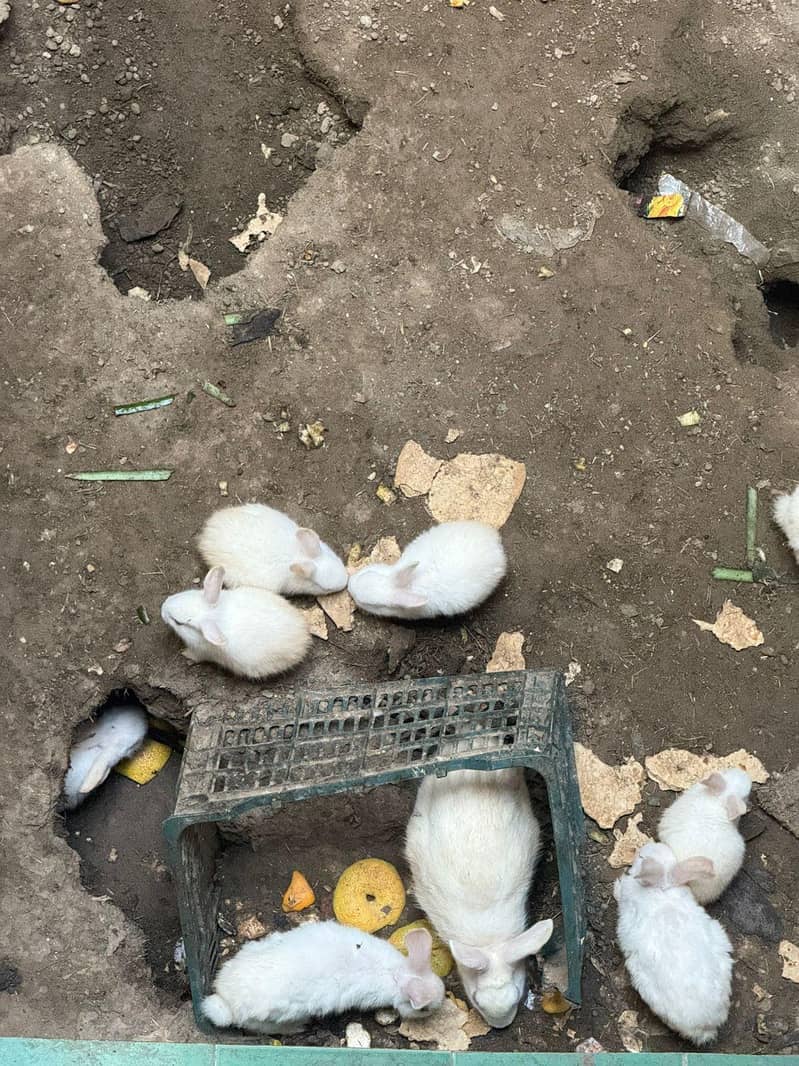 baby and medium sized red eye rabbits

                                                            alt=