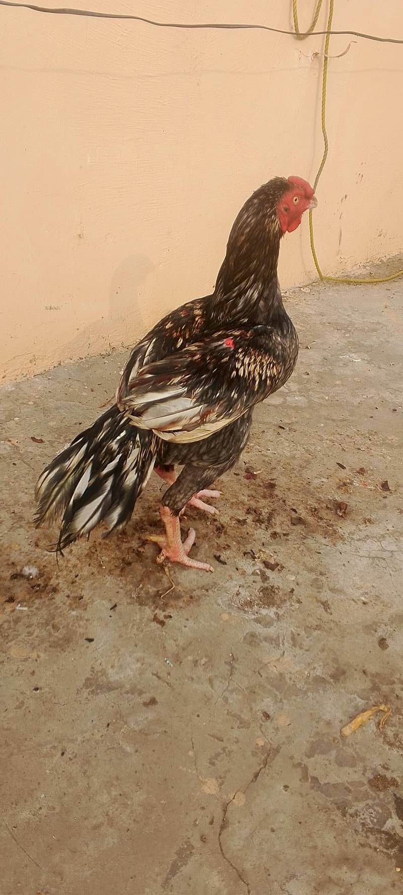 Pure Aseel Saleta (03235966361)

                                                            alt=