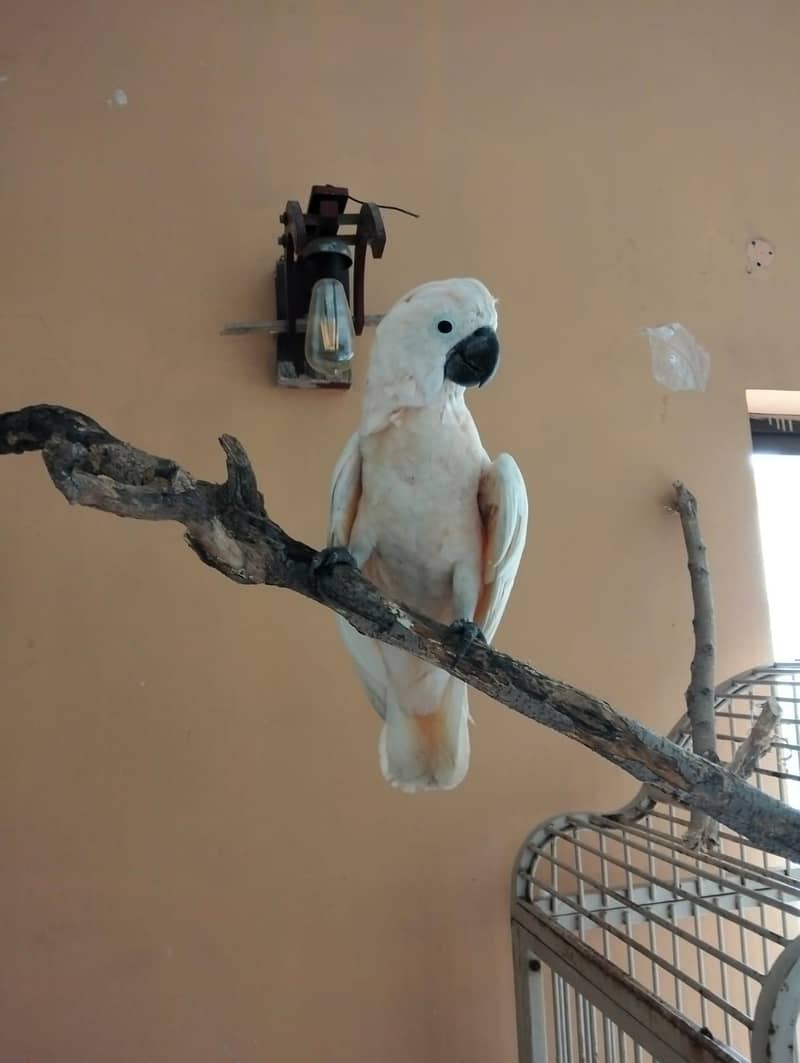 big size mulaccon cacktoo  fully tammed and taking

                                                            alt=