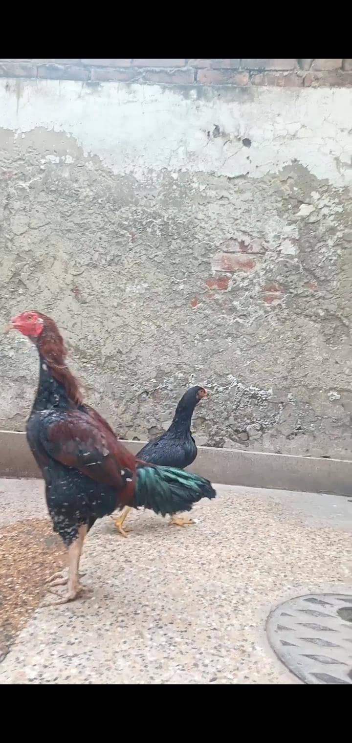 Lassani Amroha Cross 03064365643

                                                            alt=