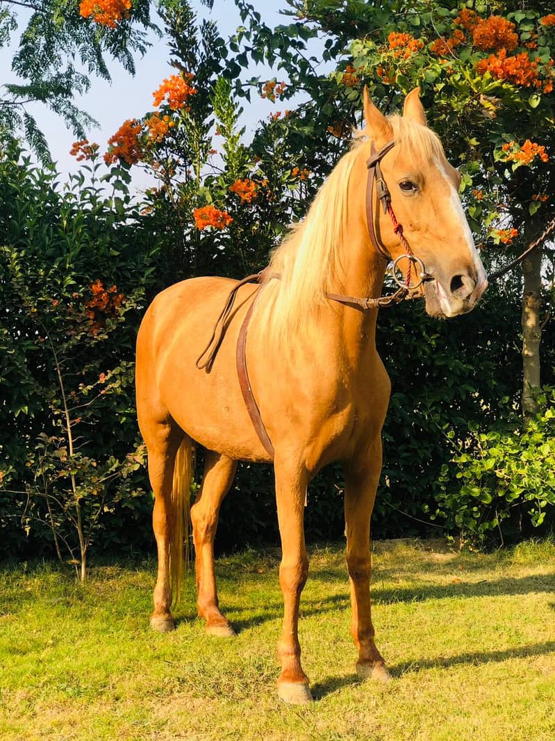 Palomino (Golden) Ghori (Mare) for Sale

                                                            alt=