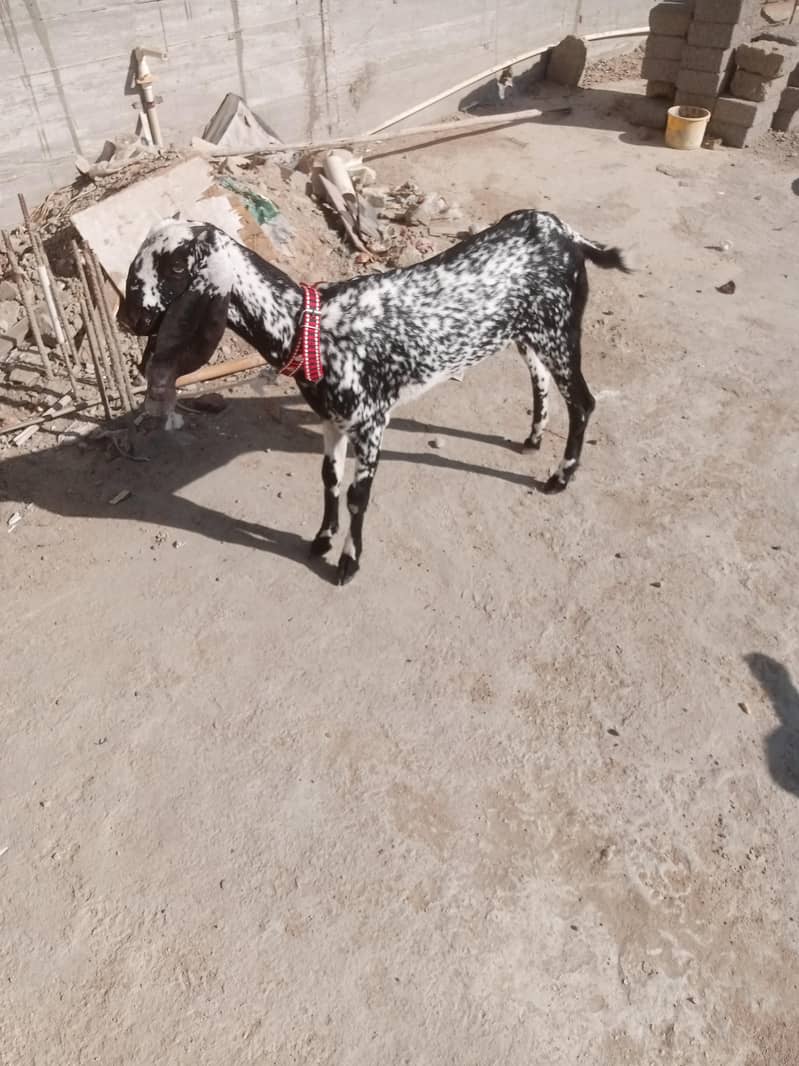 دو مکھی چینی پٹھ

                                                            alt=