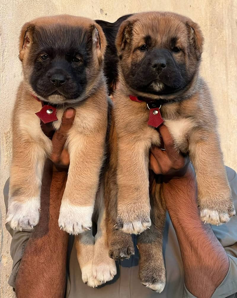 Kurdish kangal Pair / security Dog / king kurdish kangal puppies

                                                            alt=