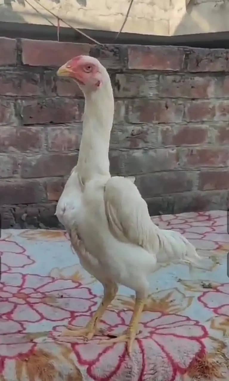 king size shamo | white shamo | o shamo | german shamo | O shamo |Hen

                                                            alt=