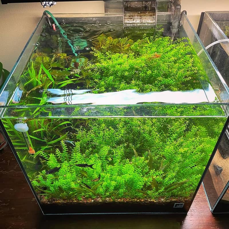 Aquarium Plants. Low tech Aquatic plants for Planted Aquarium

                                                            alt=