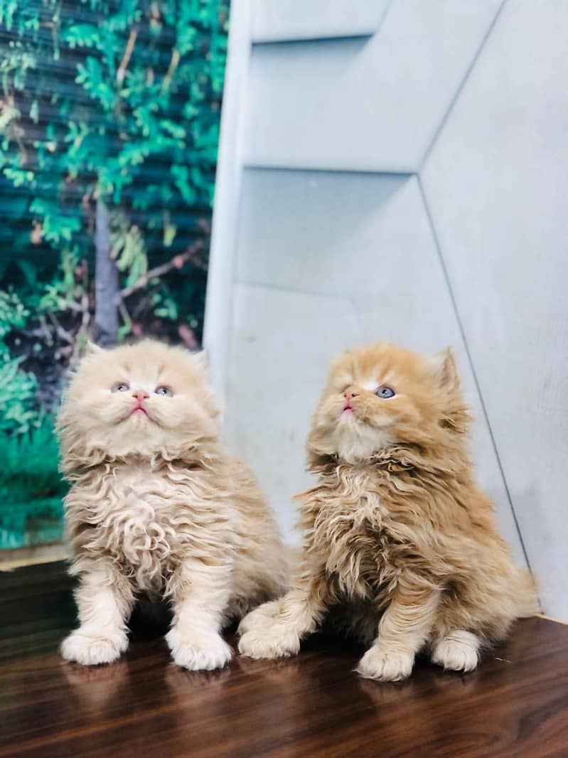 Persian cat and kitten

                                                            alt=