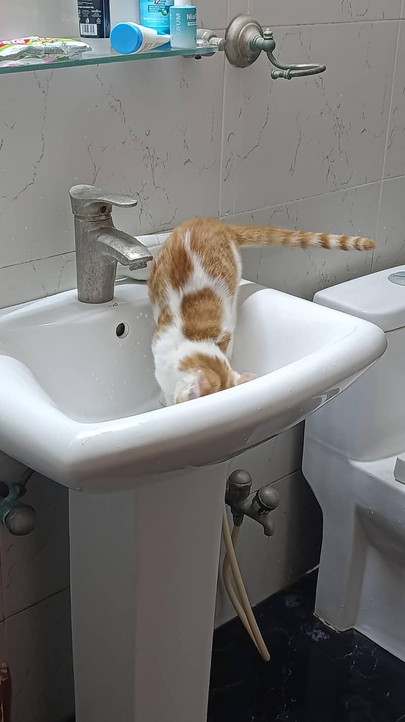 5 months old trained kitten available

                                                            alt=