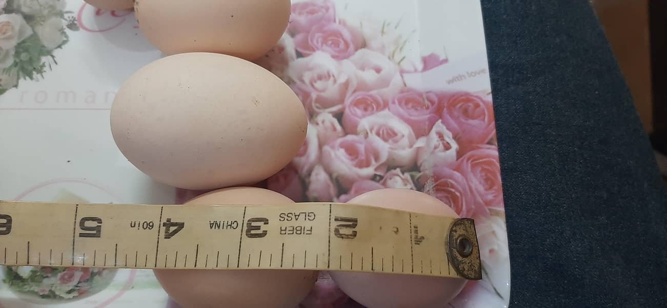 pure desi eggs_Fresh desi eggs_organic desi eggs_wholesale&retail

                                                            alt=