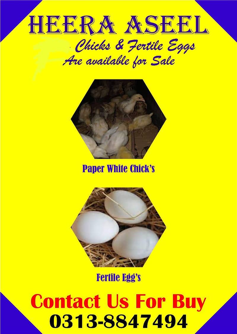 Aseel | heera aseel chicks | white aseel chicks  | paper white chicks

                                                            alt=
