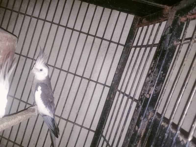 urgent sale cocktail ( male ) age 14 month

                                                            alt=