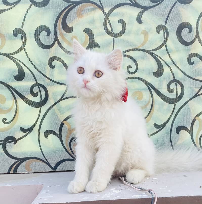 Snow white percian tripple coated cat

                                                            alt=