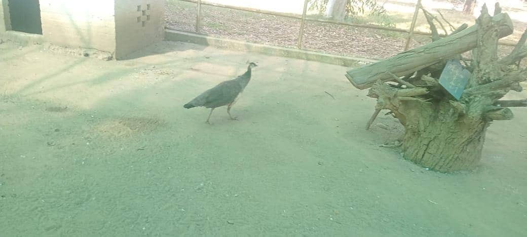 Indian Moor / Peacock Breeder Pair & Chicks /silver pied peacock

                                                            alt=