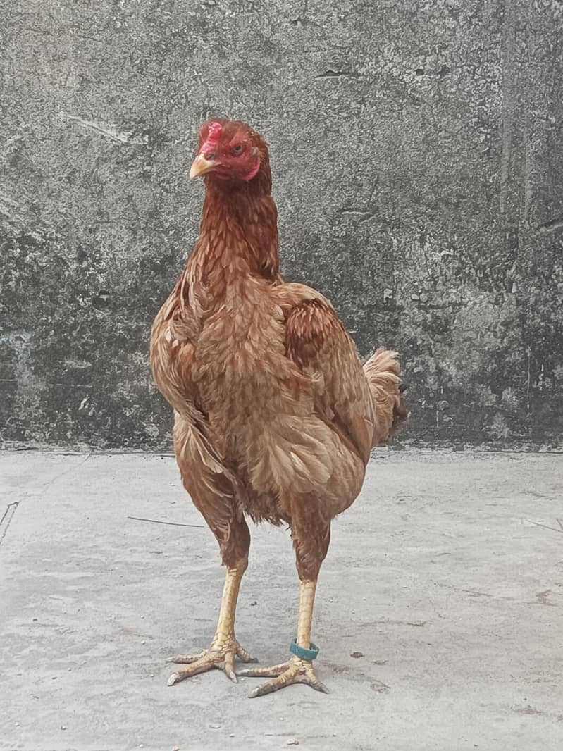 Aseel

                                                            alt=