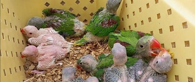 mithu , raw parrot

                                                            alt=