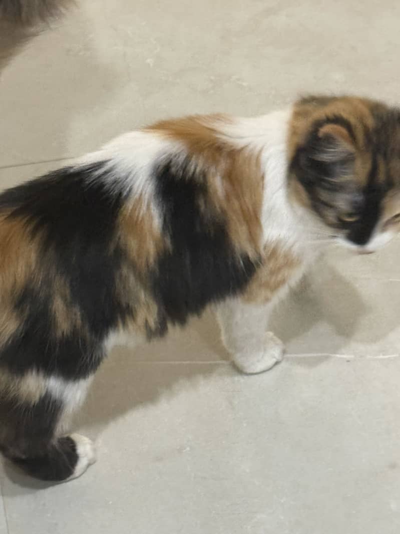 pair 2 home breed black n whit male very healthy kittens

                                                            alt=