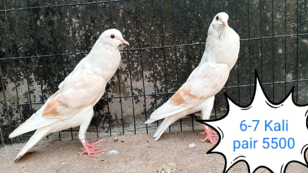 fancy pigeon | kabutar| Jacobin|  frillback saddle | amarican fantail|

                                                            alt=