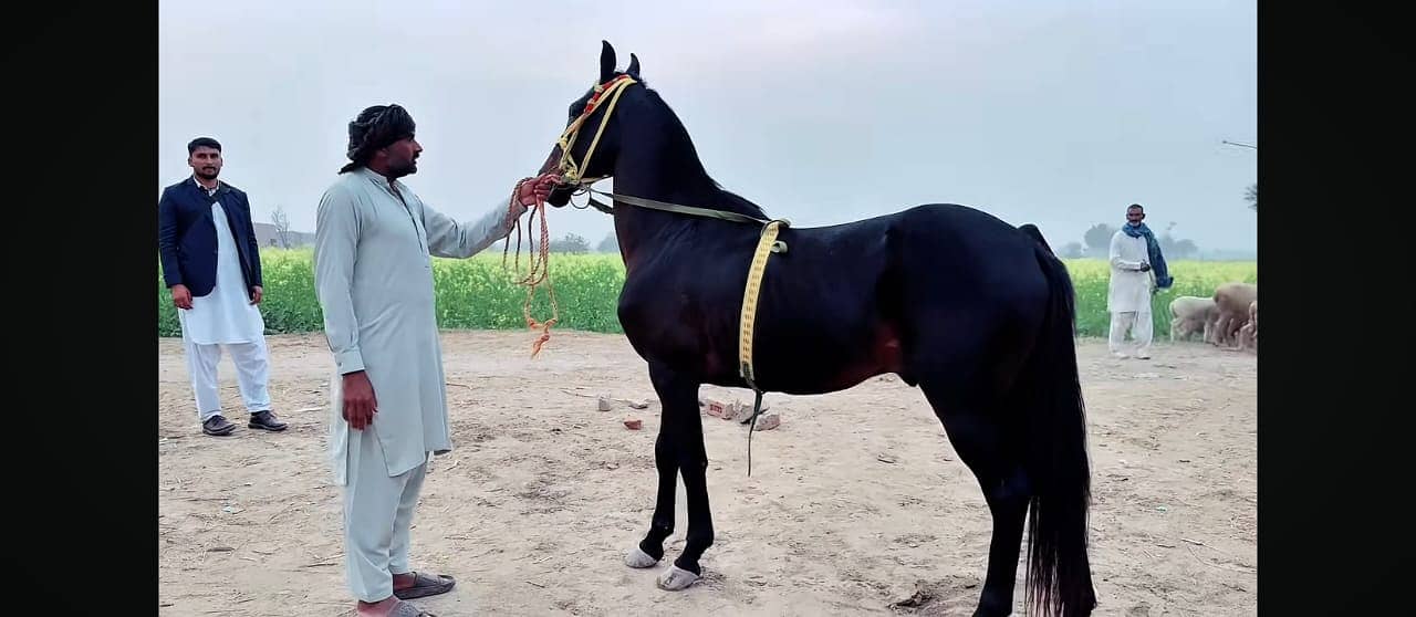 Zuljanah Horse For Sale/Desi horse / Ghora/Horse

                                                            alt=