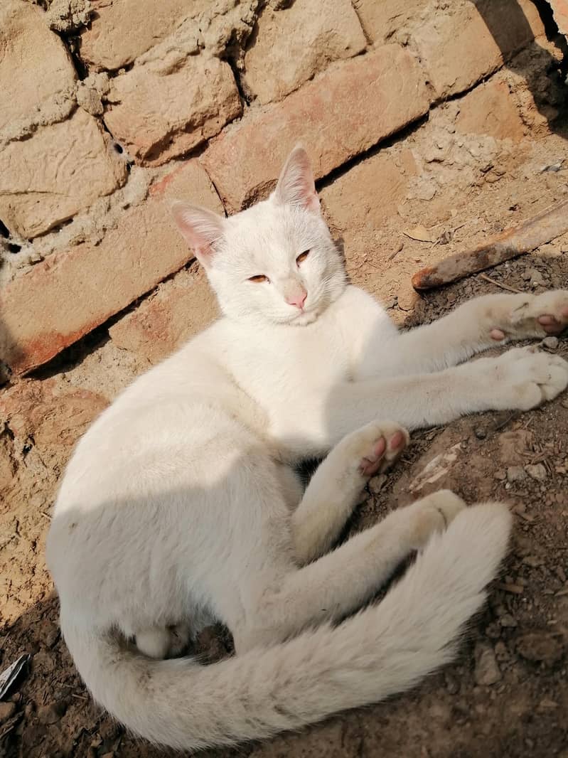 Turkish angora and Khao manee male cat for sale

                                                            alt=
