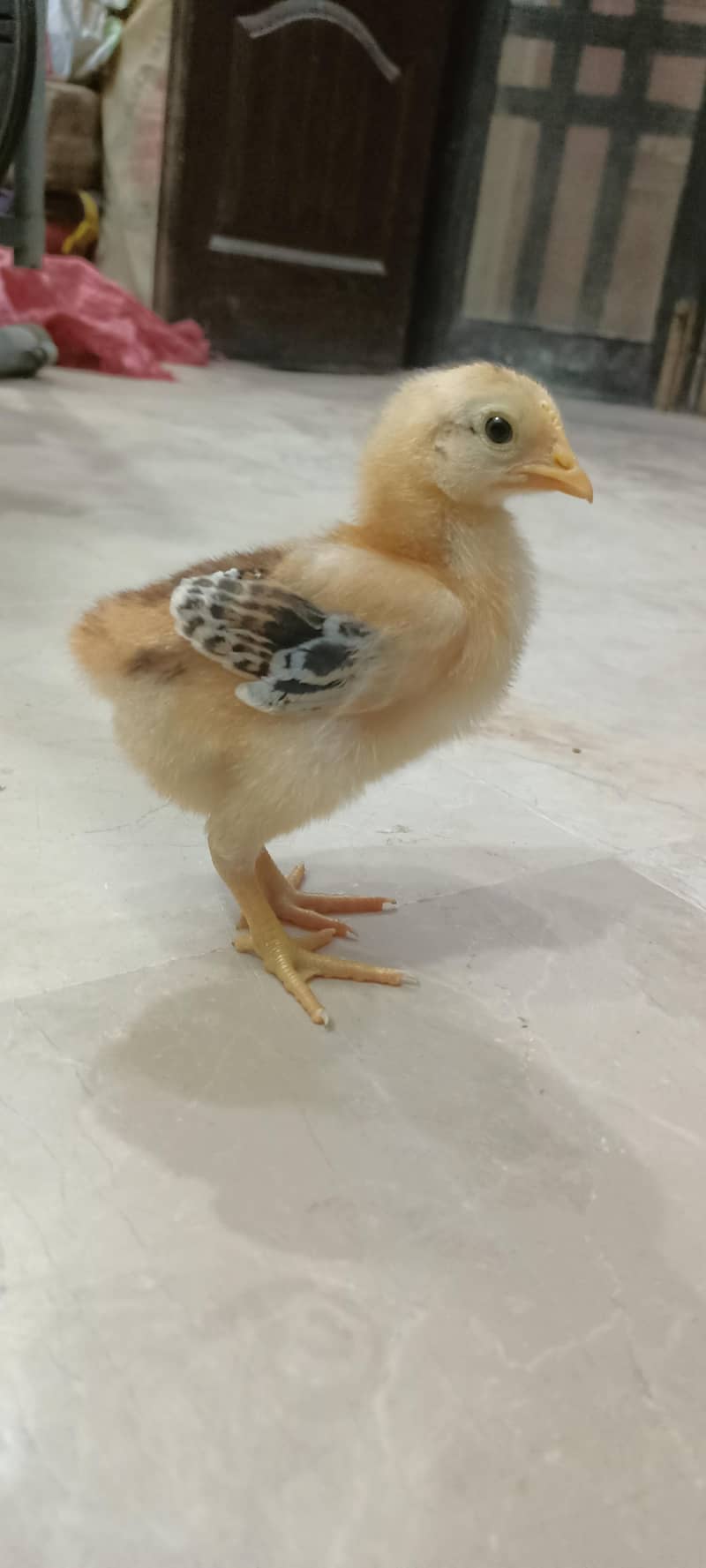 Black Australorp Astrolob Astrolop Austra Chicks Choozay Desi Hen Mugh

                                                            alt=