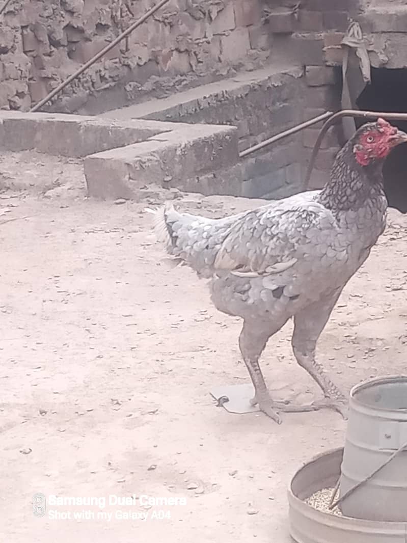 salaty

                                                            alt=