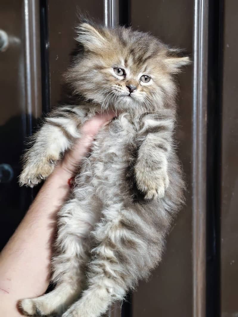 kitten - Punch face - Kittens persian cat - cute tripple - fluffy kity

                                                            alt=