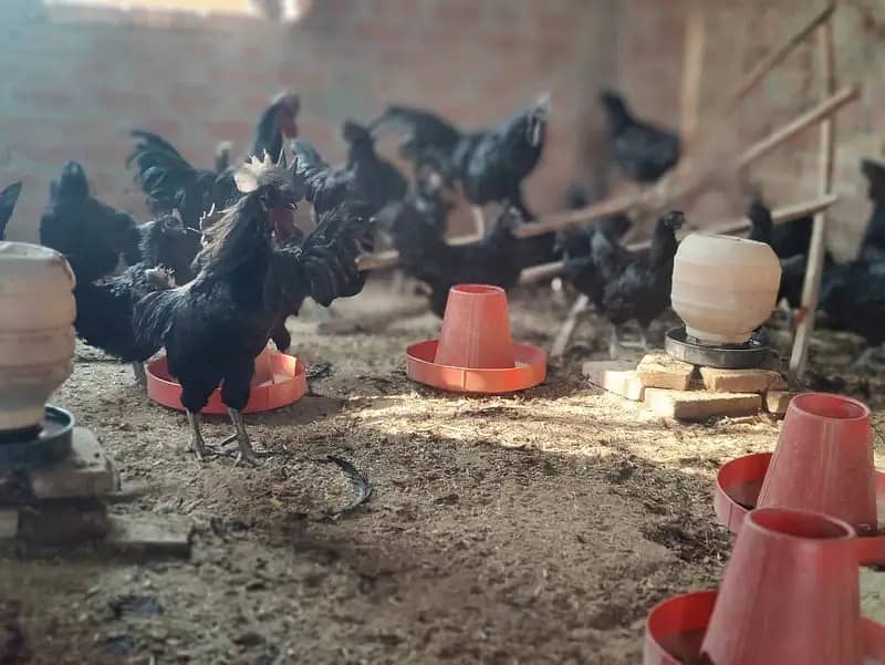 Ayam Cemani / hen / ayam cemani grey tongue /Chicks /چوزے

                                                            alt=