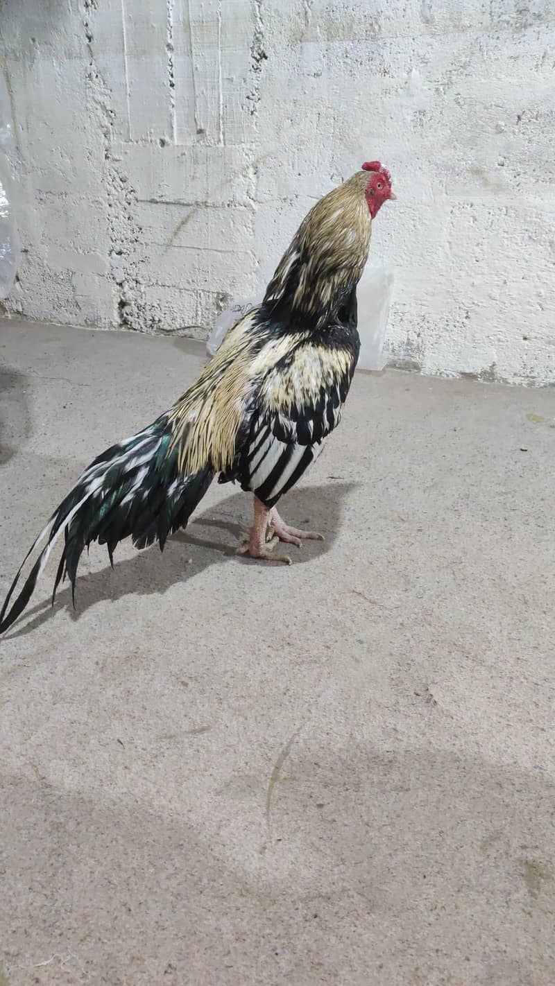 High Quality mianwali

                                                            alt=