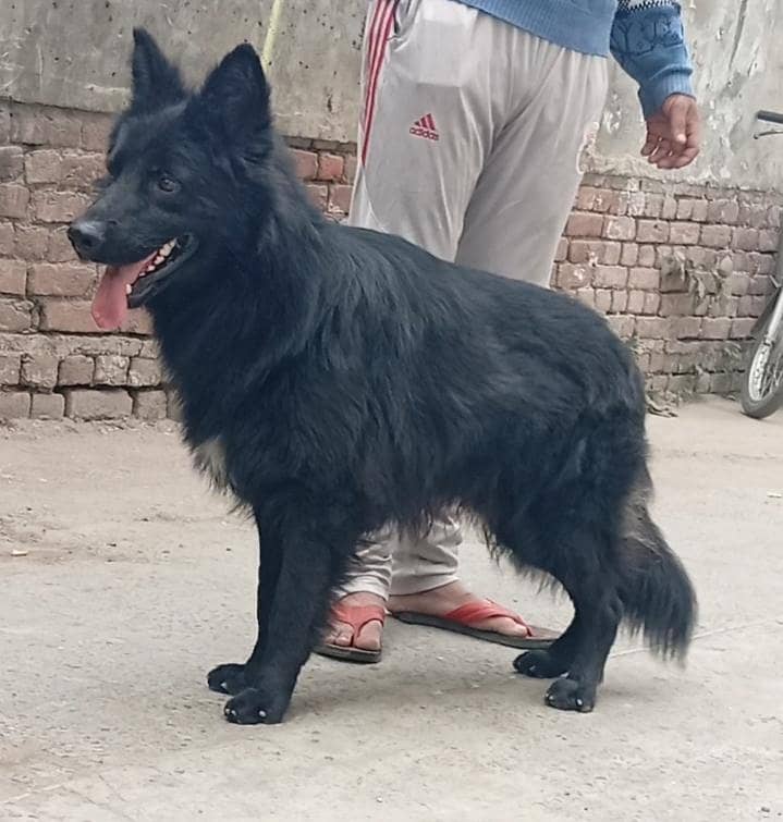 black shepherd

                                                            alt=