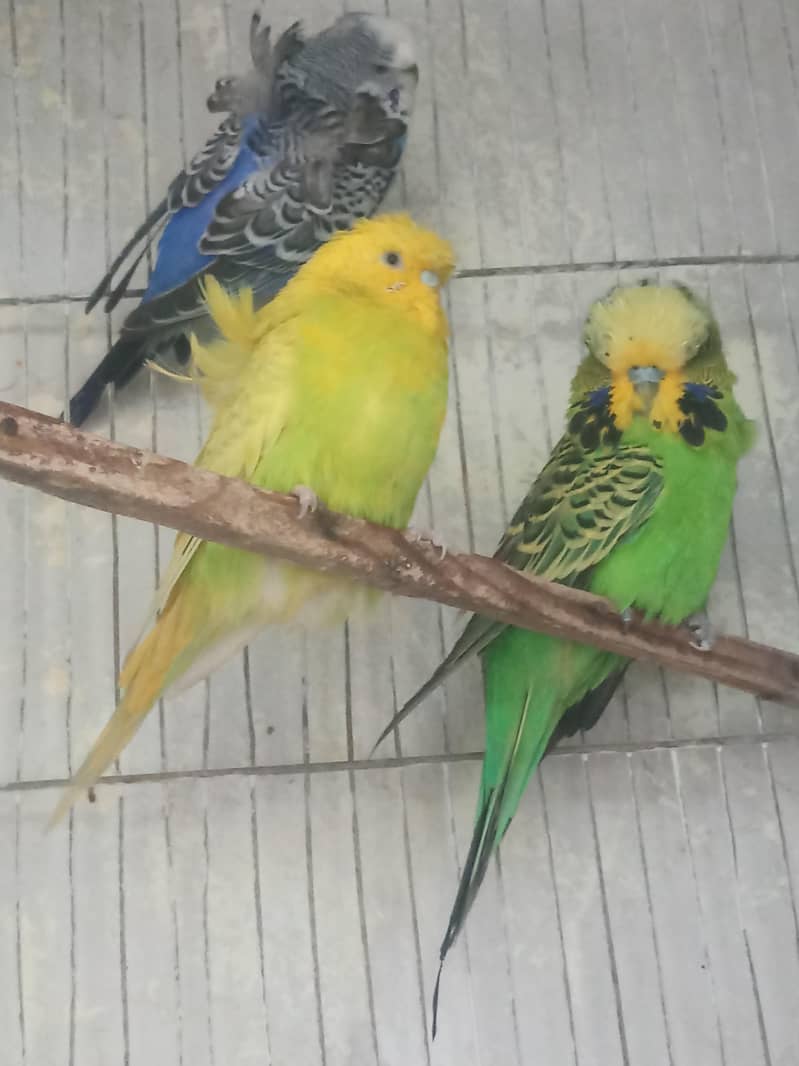 Black wing hogomo Male & Black wing pair with egg

                                                            alt=