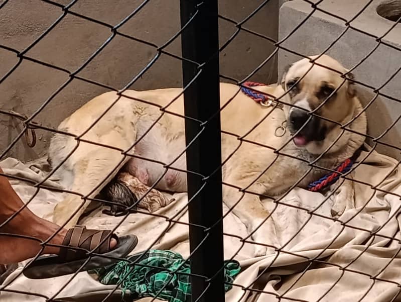 Alabai puppies available for booking

                                                            alt=