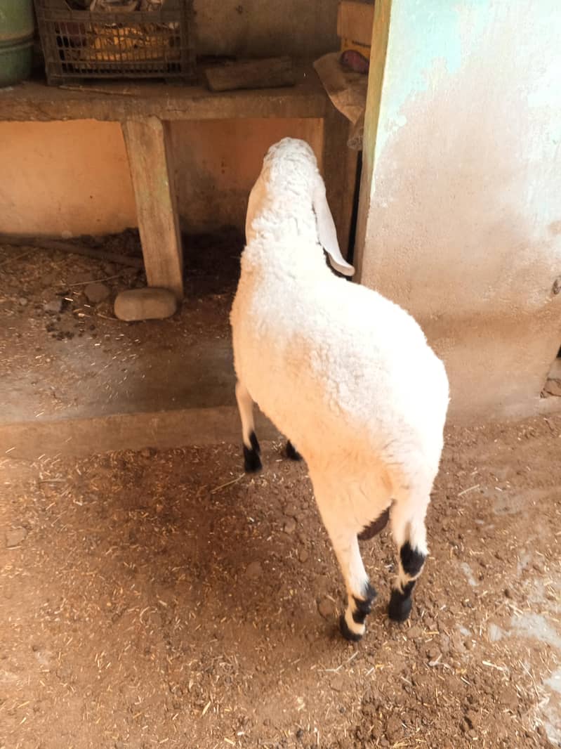 vvvip

                                                            alt=