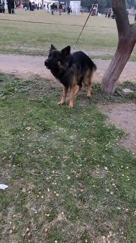 Garman shaft long cort king size

                                                            alt=