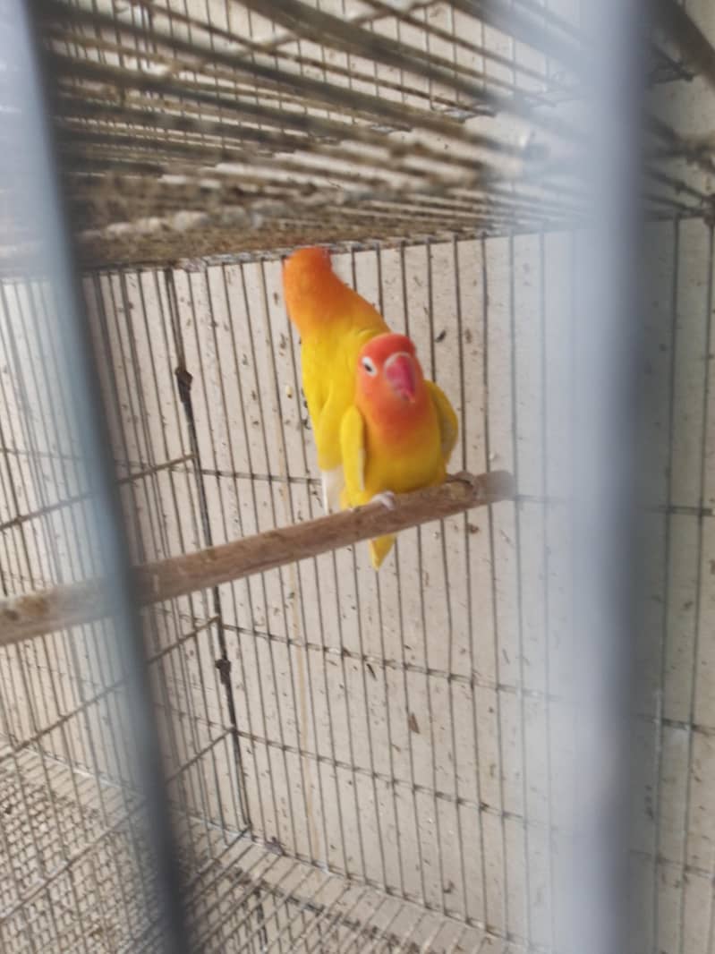 love bird Fisher and personata

                                                            alt=