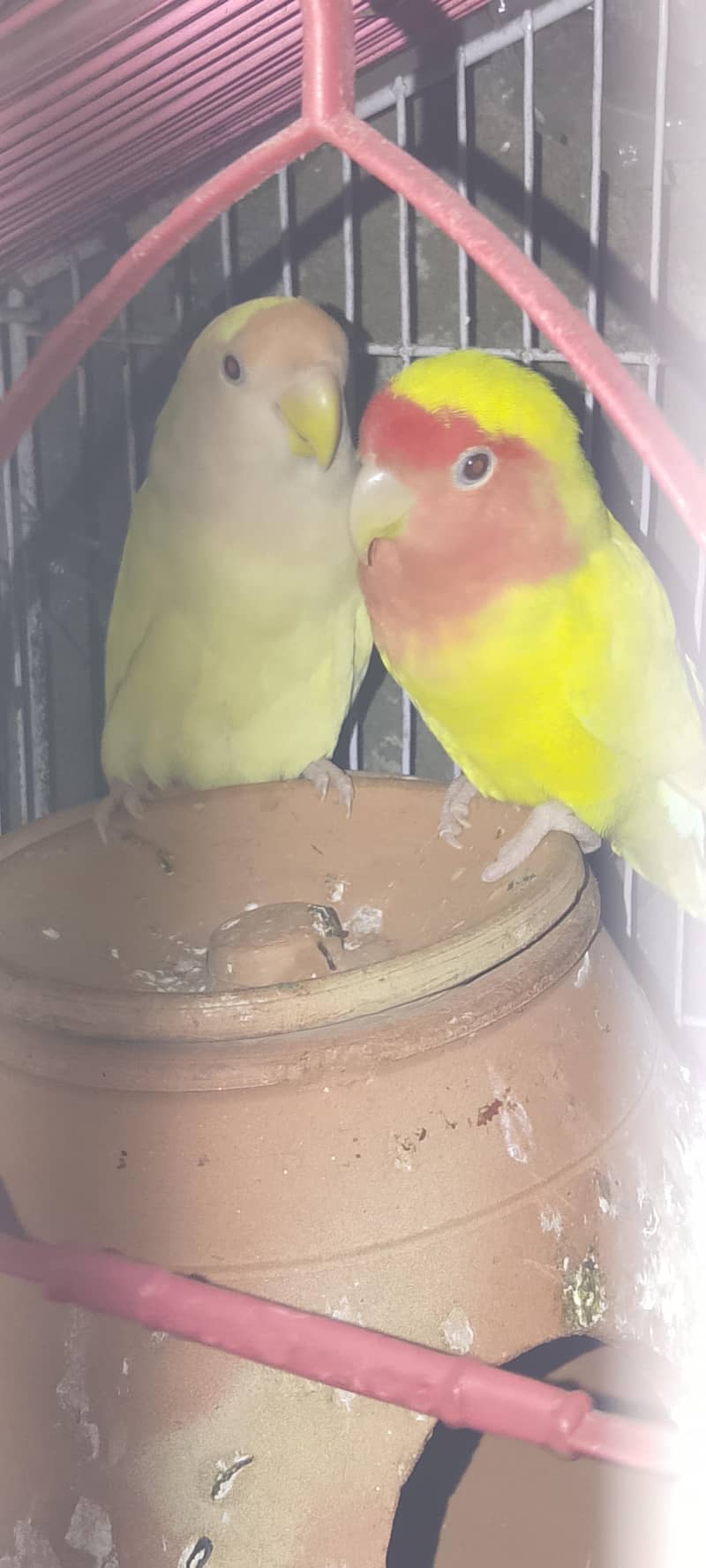 Breeder pair

                                                            alt=