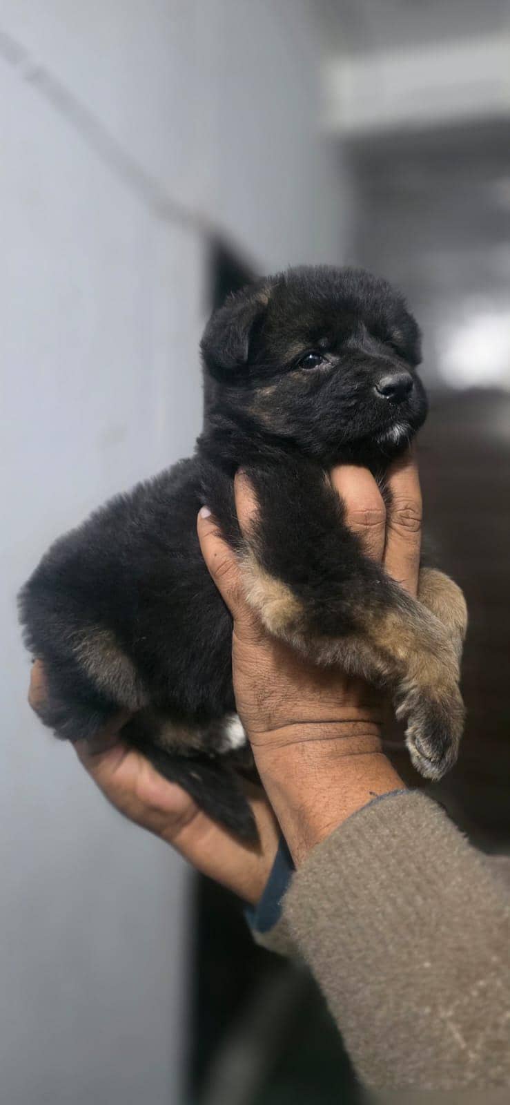 German Shepherd | Black n tan German Shepherd | gsd dog / puppy

                                                            alt=