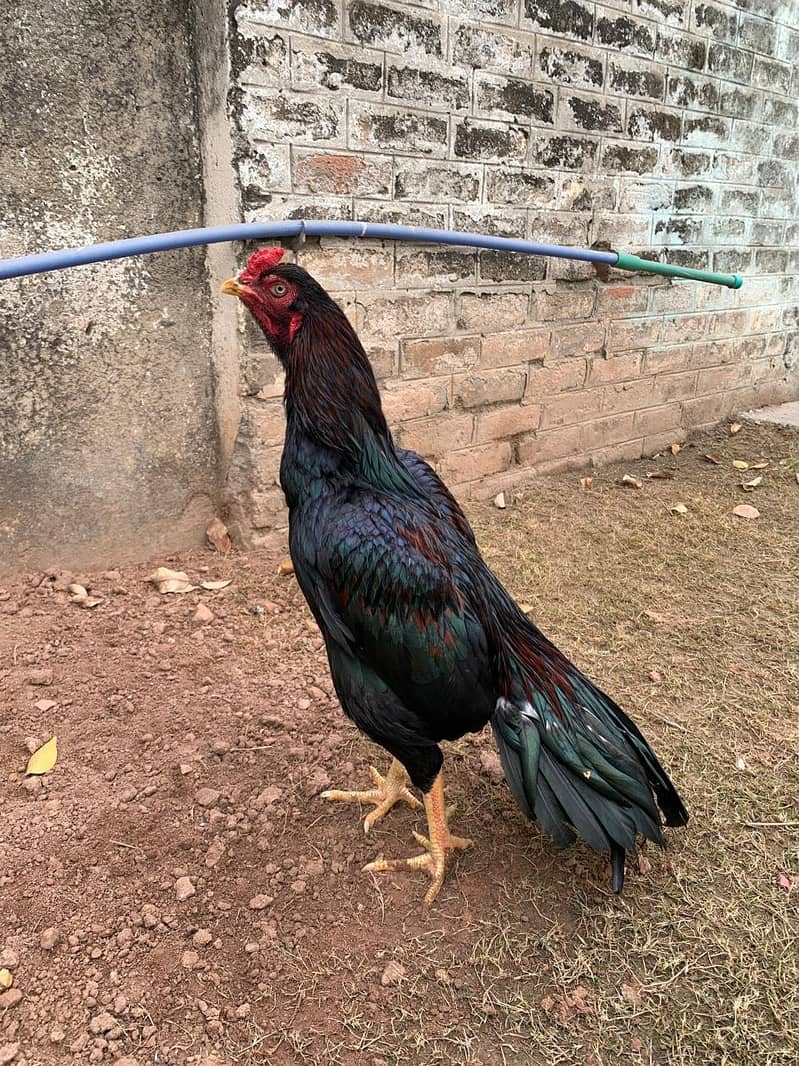 top quality mianwali bird tapni not avaible .

                                                            alt=