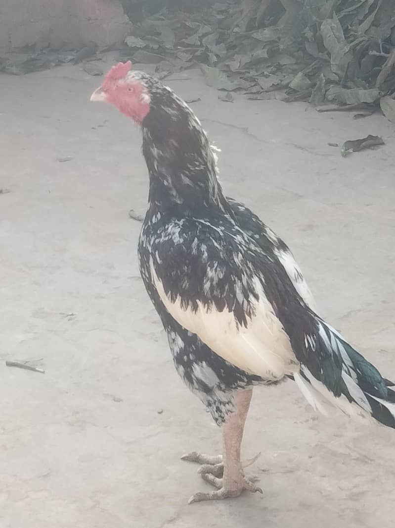 chena aseel

                                                            alt=