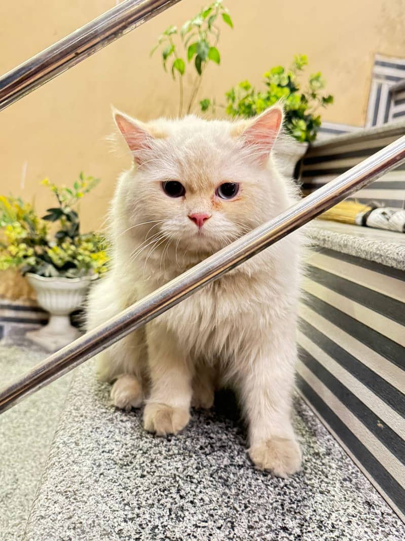 Persian male cat

                                                            alt=