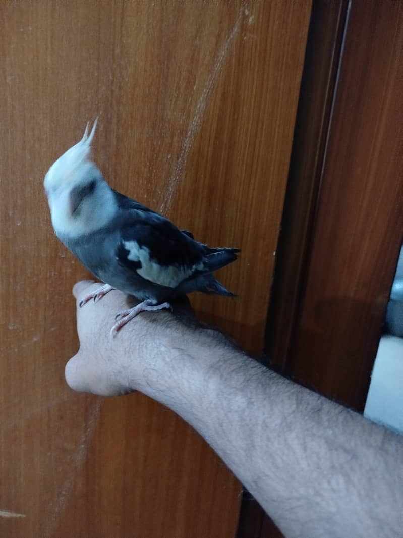 Grey Male Cockatiel 100% Hand tamed

                                                            alt=