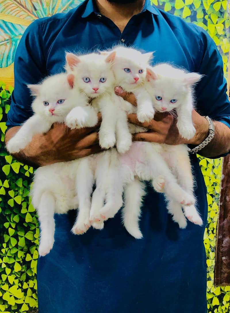 cash on delivery parshion triple cote kitten home delivery available

                                                            alt=
