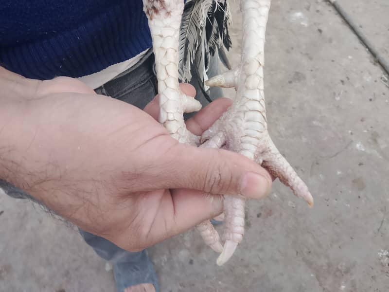 Aseel Patha & Pathi

                                                            alt=