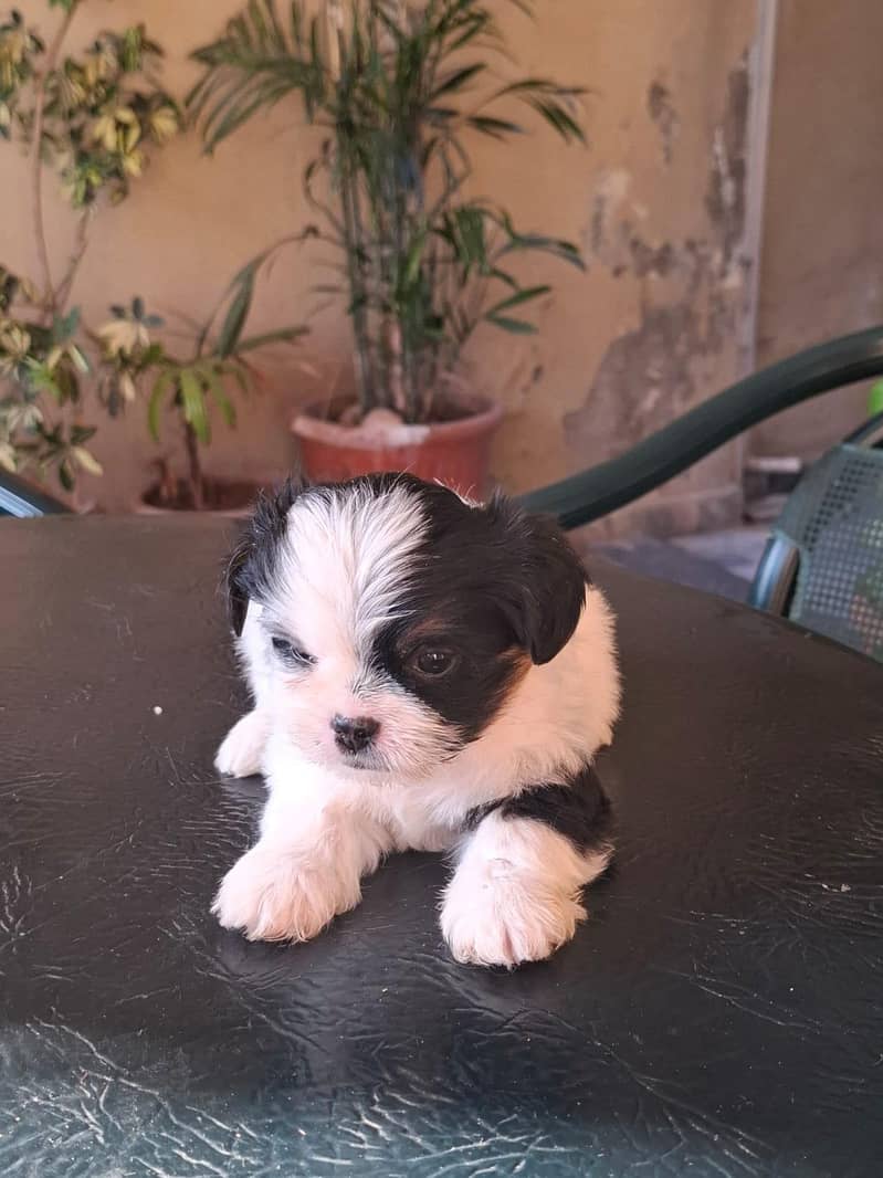 Shihtzu Cute Puppies

                                                            alt=