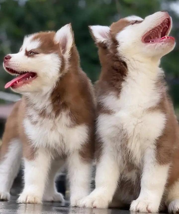 Siberian husky

                                                            alt=