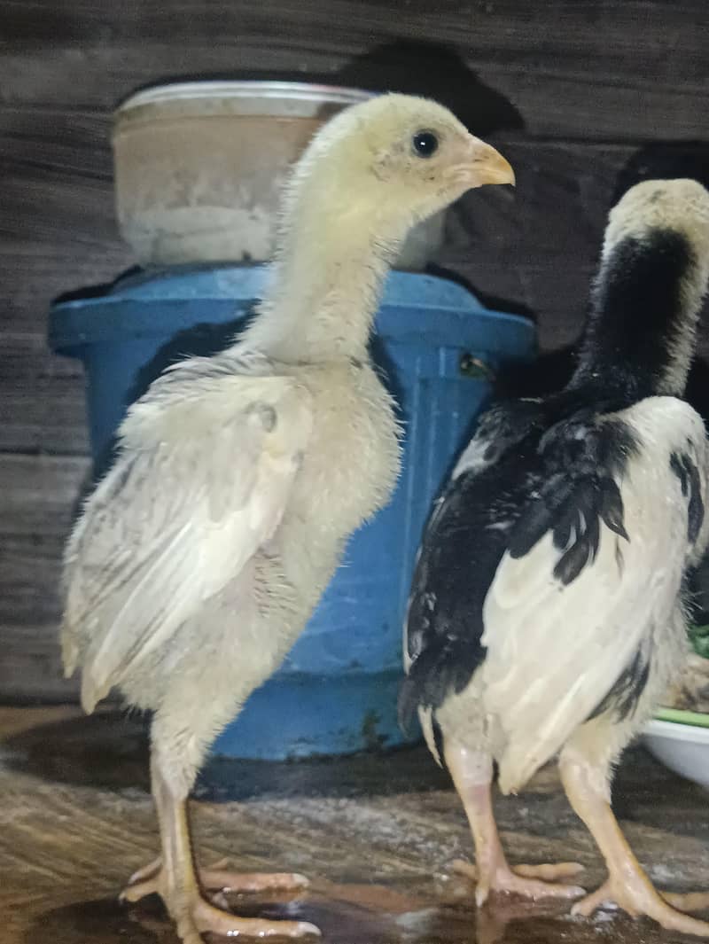 blue shamo KY 2 bachy han bachy mashallah healthy and active han

                                                            alt=