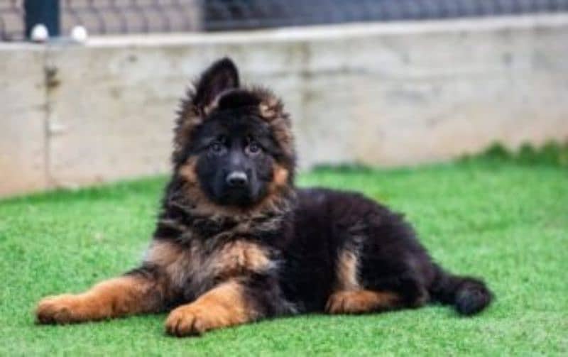German Shepherd puppy | Long Coat puppies | Dog For Sale | GSD

                                                            alt=