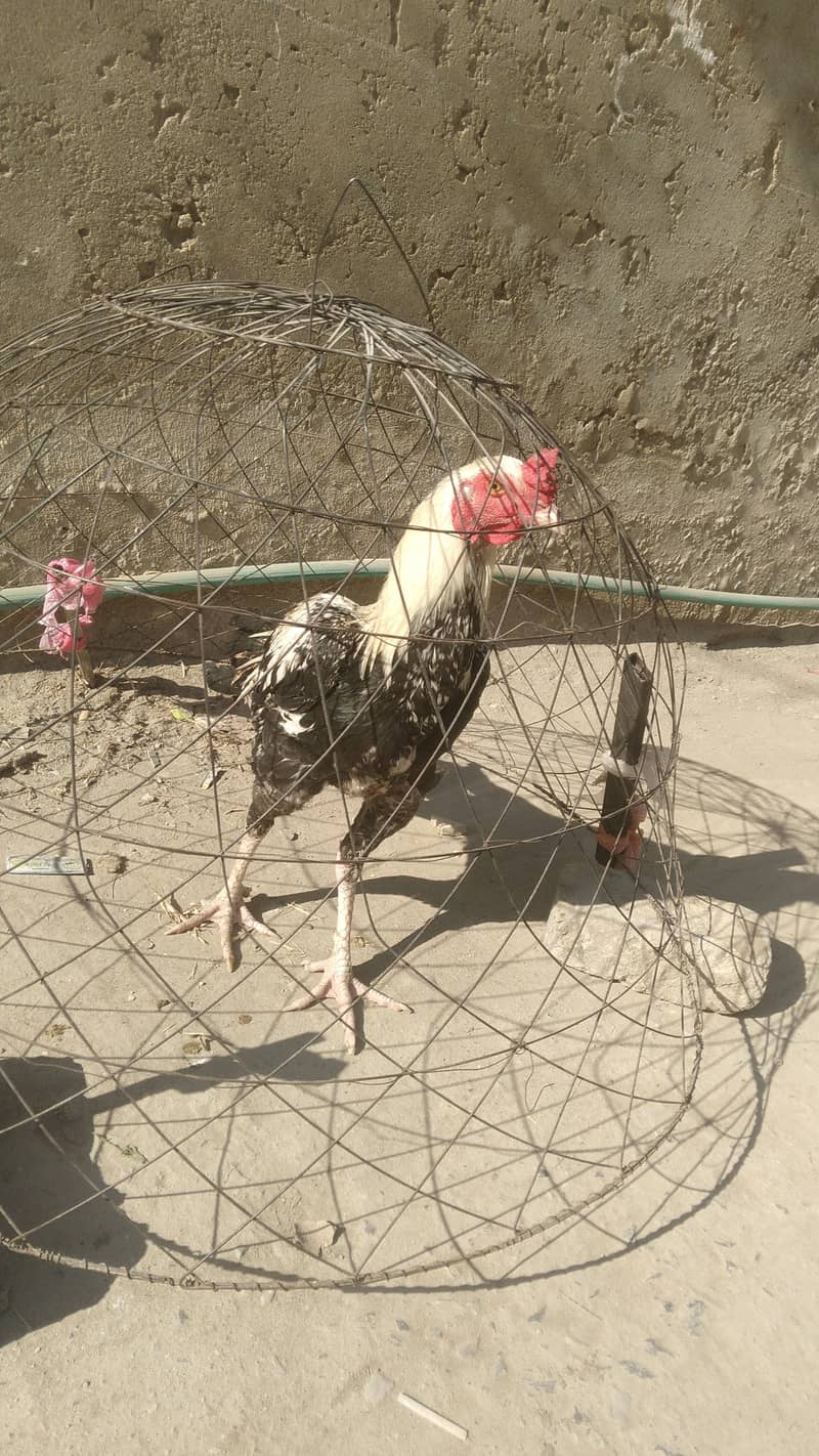 03159240304

                                                            alt=