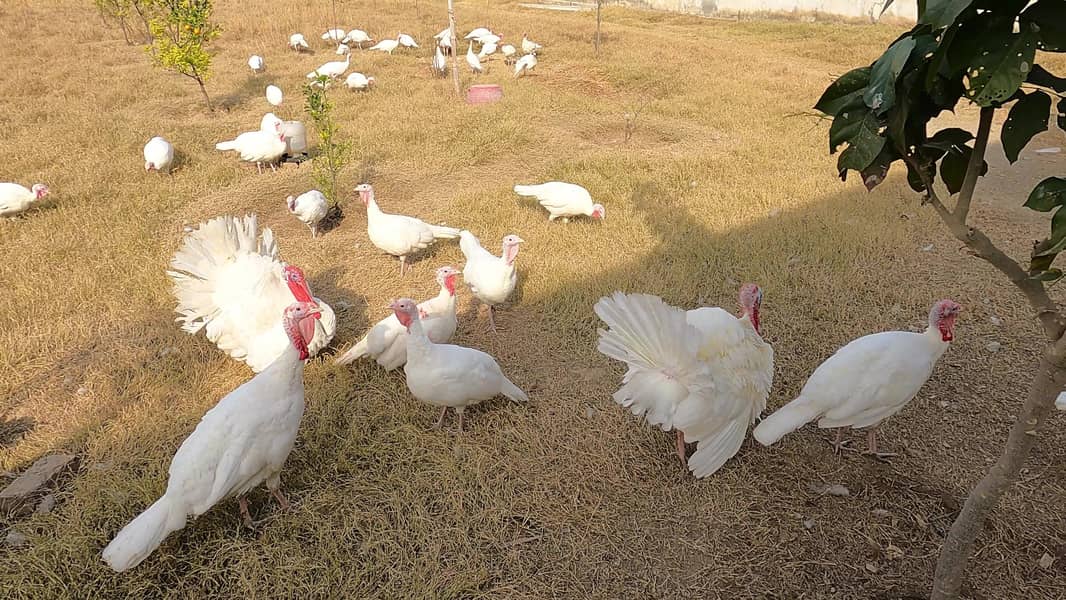 Royal White Holland Heritage Turkey Bird Eggs

                                                            alt=