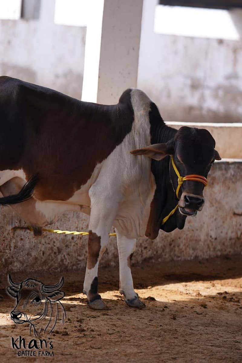 Qurabani cows | cholistani | Ablak | Cows | Palai service | Bull |

                                                            alt=